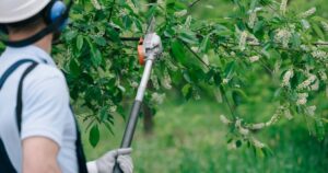 A Step-by-Step Guide to Safe and Efficient Tree Trimming in Toronto