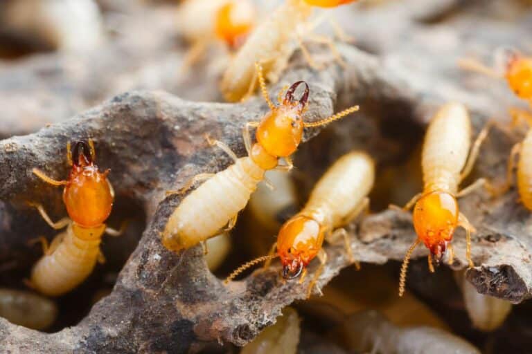 How to Detect and Eliminate Termites- A Comprehensive Guide