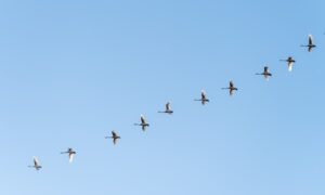 Bird Proofing Solutions for UK Industrial and Commercial Roofs