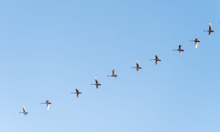 Bird Proofing Solutions