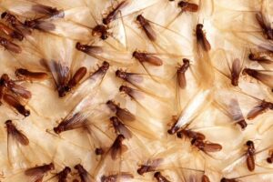 Learn About Termites: Where Do You Find Them?
