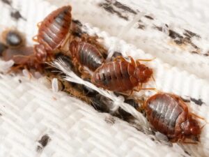 5 Common Pest Control Solutions: A Balanced Approach to a Bug-Free Home