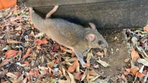 Norway Rats vs. Roof Rats: What’s the Difference and Which One Is in Your Home?