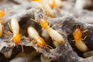 The Hidden Dangers of Termites: Protecting Your Home from Termites in Illinois