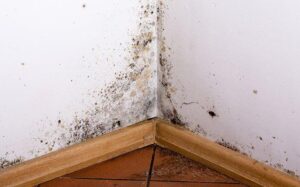 How Moisture in Our Homes Leads to Pest Problems and How to Fix It? 