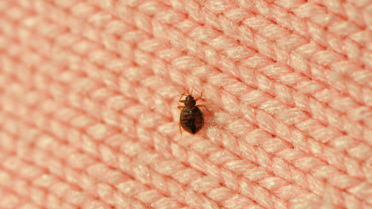 Hotels and Prevention of Bed Bug in Damascus, MD