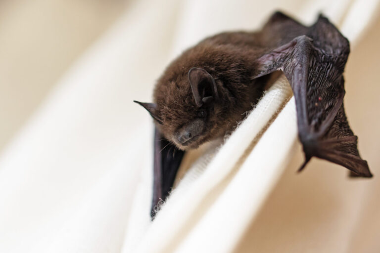 Why Choose Humane Methods for Bat Removal?