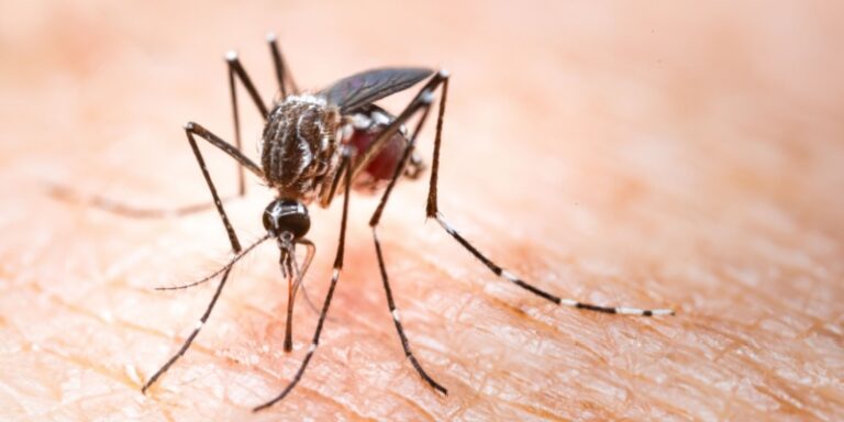 Does The Indianapolis White River Make Your Mosquito Problem Worse?