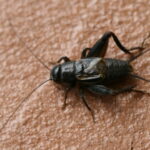 Stopping Cricket Invasions in Horizon West: Your Complete Guide