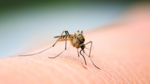 How do Phoenix Mosquito Control Services Work? Learn Here!
