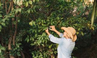 Tree Cutting in Singapore: Safety Considerations for Residential Areas